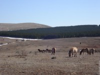 /album/chevaux/cheval-3-jpg1/